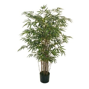 BAMBOO PIANTA