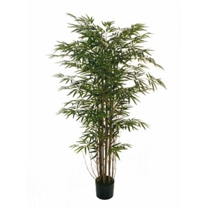 BAMBOO PIANTA