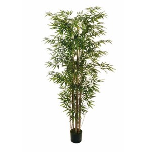 BAMBOO PIANTA