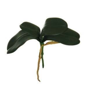 PHALENOPSIS C/RADICI