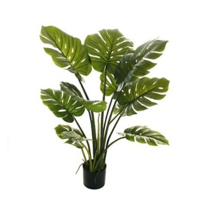 PHILODENDRON PIANTA