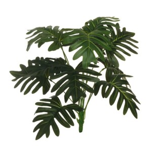 PHILODENDRON