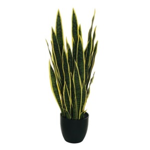 SANSEVERIA PIANTA