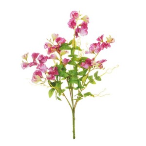 PISELLO ODOROSO MAZZO