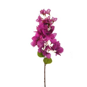 BOUGANVILLEA