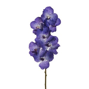 VANDA