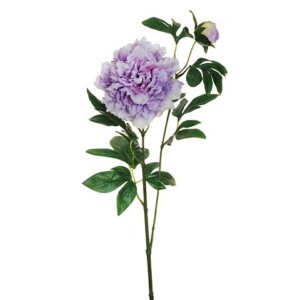 PEONIA