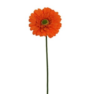 GERBERA