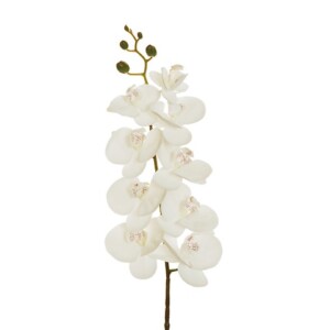 PHALENOPSIS APHRODITE