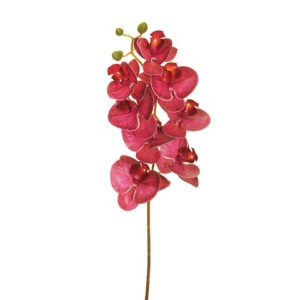 PHALENOPSIS APHRODITE