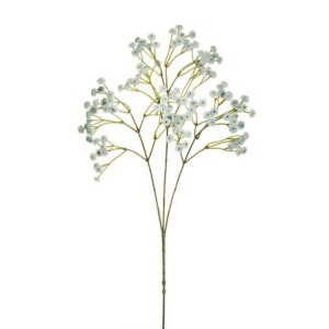 GYPSOPHILA