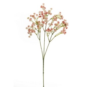 GYPSOPHILA