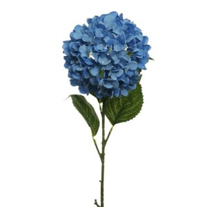 HYDRANGEA
