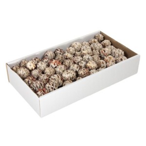 PIGNE DI QUERCUS PUBESCENS