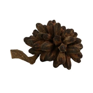 STELO FRUTTO ESSICATO