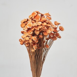 MARGHERITE EXTRA 50GR