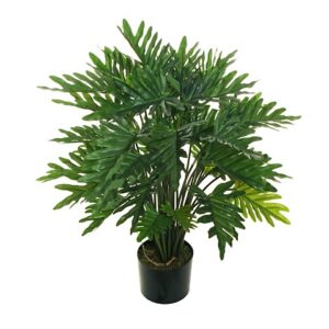 PHILODENDRON PIANTA