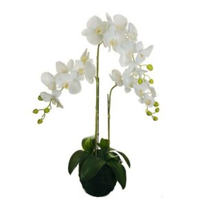PHALAENOPSIS PIANTA