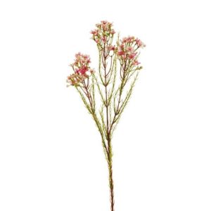 WAXFLOWER