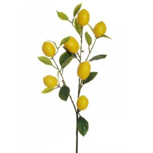 LIMONE RAMO CON FRUTTI