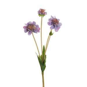 SCABIOSA