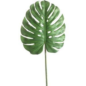 MONSTERA FOGLIA