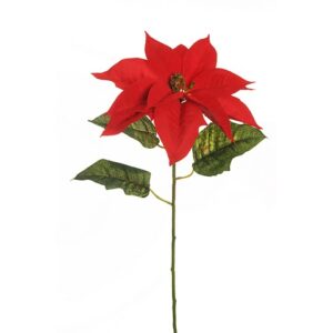 POINSETTIA