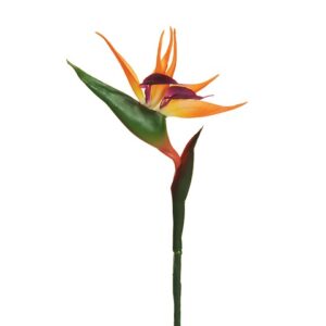 STRELITZIA