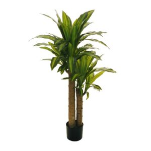 DRACAENA PIANTA