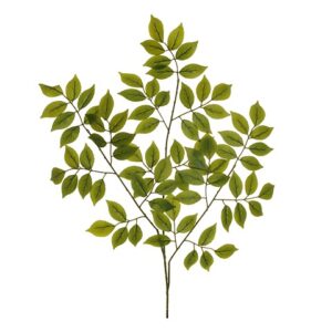 FOGLIE DI ROSA SELVATICA