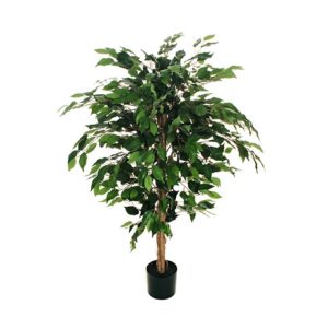 FICUS BENJAMIN PIANTA