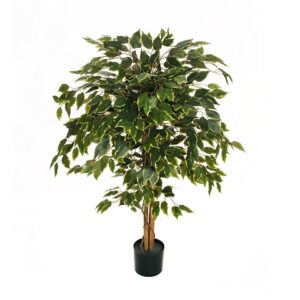 FICUS BENJAMIN PIANTA