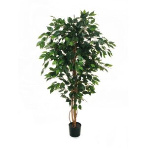 FICUS BENJAMIN PIANTA