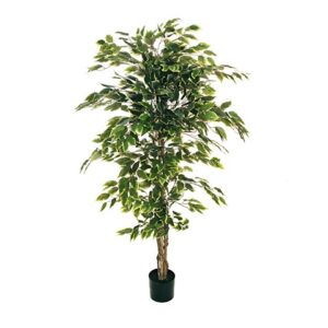 FICUS BENJAMIN PIANTA