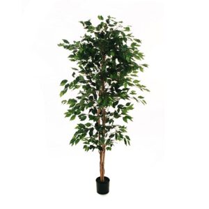 FICUS BENJAMIN PIANTA