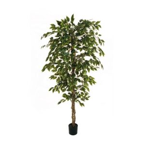 FICUS BENJAMIN PIANTA