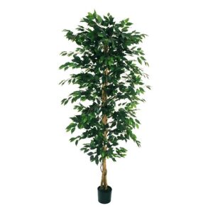 FICUS BENJAMIN PIANTA