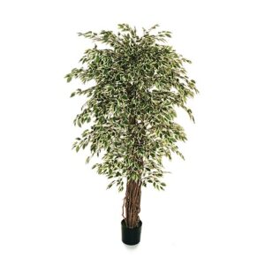 FICUS BENJAMIN PIANTA