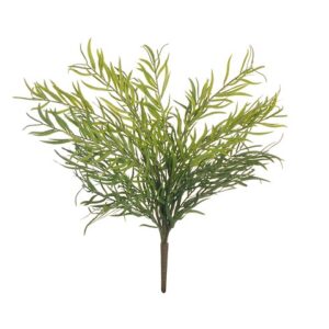 PODOCARPUS