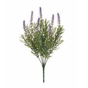 LAVANDA