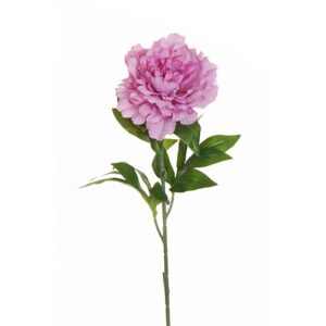 PEONIA