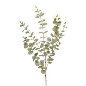 EUCALYPTUS