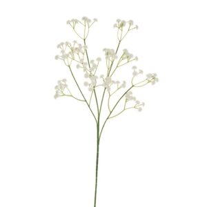 GYPSOPHILA