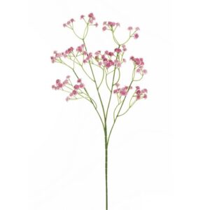 GYPSOPHILA