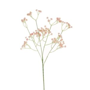 GYPSOPHILA