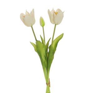 TULIPANI