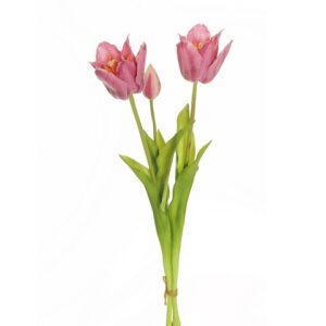 TULIPANI