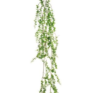 EUCALYPTUS