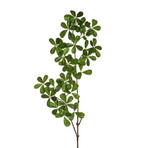 SCHEFFLERA