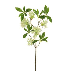 DEUTZIA